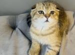 Ricky - Scottish Fold Kitten For Sale - Chicago, IL, US