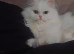 Paprika - Persian Kitten For Sale - Bluffton, SC, US