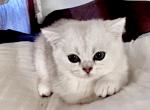 Chinchilla girl - Scottish Straight Kitten For Sale - 