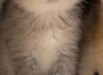 Gray boy - Scottish Fold Kitten For Sale - 