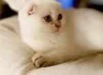 White fold boy - Scottish Fold Kitten For Sale - 