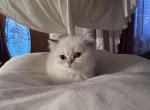 White girl - Scottish Straight Kitten For Sale - Buffalo, NY, US