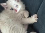 Axel - Ragdoll Kitten For Sale - 