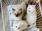 Archer - Ragdoll Kitten For Sale - Morrilton, AR, US