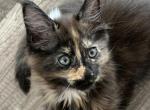 Debra - Maine Coon Kitten For Sale - Las Vegas, NV, US