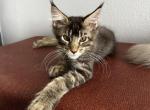 Mike - Maine Coon Kitten For Sale - 