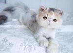 Maizy - Exotic Kitten For Sale - 