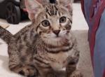 Genettas - Bengal Kitten For Sale - 