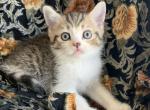 Lucky - Scottish Straight Kitten For Sale - 