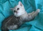 Luna - British Shorthair Kitten For Sale - 