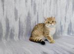 Bagira - British Shorthair Kitten For Sale - Chicago, IL, US