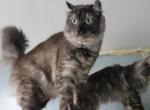 Female adult smoke hybrid - Maine Coon Cat For Sale - 