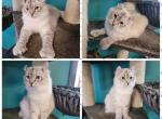 Female seal lynx point - Highlander Cat For Sale - 