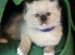 Ramone - Ragdoll Kitten For Sale - 