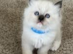 Sully - Ragdoll Kitten For Sale - 