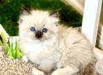 Bruno - Ragdoll Kitten For Sale - 