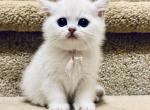 Lily - British Shorthair Kitten For Sale - OR, US