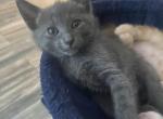 No name given - Domestic Kitten For Sale - Douglasville, GA, US