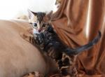 Nino - Bengal Kitten For Sale - 