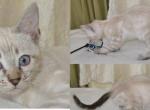 Nia - Bengal Kitten For Sale - 