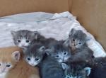 Birdie kittens due - Siberian Kitten For Sale - 