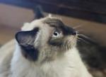 Howie - Ragdoll Kitten For Sale - 