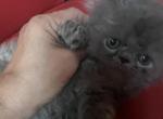 Orange and dark blue navy - Himalayan Kitten For Sale - 