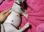 Amunet's Babies - Sphynx Kitten For Adoption - Davenport, IA, US