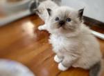 Boy Ragdoll Kitten Seal Mitted - Ragdoll Kitten For Sale - Garfield, NJ, US