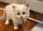 Boy Ragdoll Kitten Blue Bicolor - Ragdoll Kitten For Sale - Garfield, NJ, US