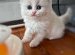 Girl Ragdoll Kitten Blue Bicolor - Ragdoll Kitten For Sale - Garfield, NJ, US