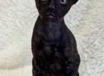 Ebony - Cornish Rex Kitten For Sale - Brooklyn, NY, US