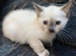 A2 Siamese - Siamese Kitten For Adoption - Wrightstown, NJ, US