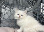 Siberian Neva Masquerade Kitten TICA registered - Siberian Kitten For Sale - Boise, ID, US