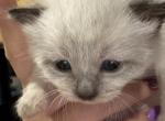 Marshmallow - Siamese Kitten For Sale - 