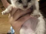 Pumpkin - Siamese Kitten For Sale - 