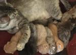 More Bengal Babies - Bengal Cat For Sale - 