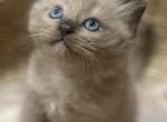 Joey - Ragdoll Kitten For Sale - 