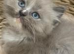 Ramen - Ragdoll Kitten For Sale - Hyde Park, NY, US