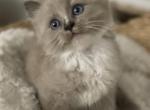 Smudge - Ragdoll Kitten For Sale - Hyde Park, NY, US