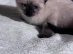 Siameses ragdoll - Siamese Kitten For Sale - 