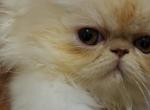 Lumiere - Persian Kitten For Sale - Yonkers, NY, US