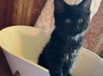 Salem - Maine Coon Kitten For Sale - MI, US