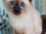 Stunning siamese kitten's - Siamese Kitten For Sale - 