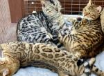 Taz - Bengal Kitten For Sale - 