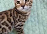 Leo - Bengal Kitten For Sale - 