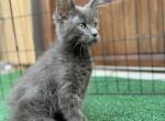 Bell - Maine Coon Kitten For Sale - 