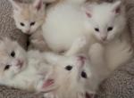 Charm Maine Coon Beauties - Maine Coon Kitten For Sale - 