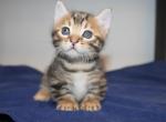 Levi - Munchkin Kitten For Sale - 