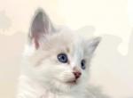 Bueatiful Ragdoll Boy Lynx - Ragdoll Kitten For Sale - 